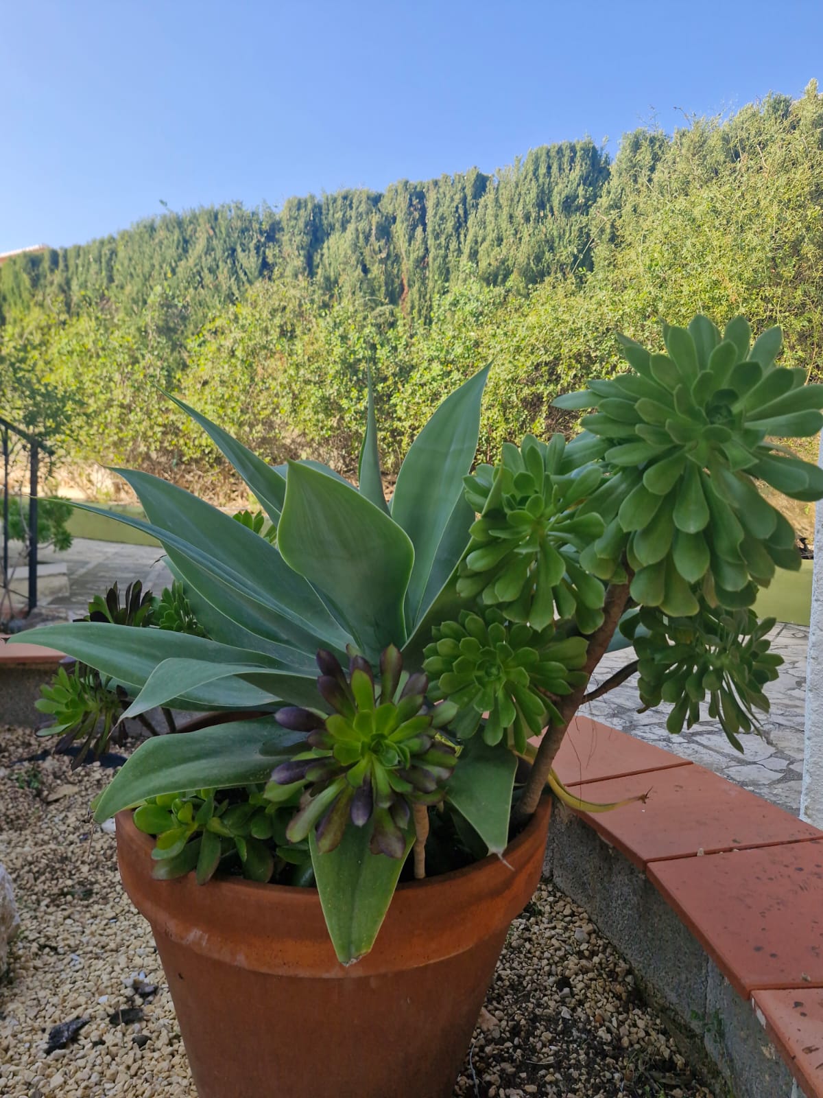 Agave and succulents in terracotta pot