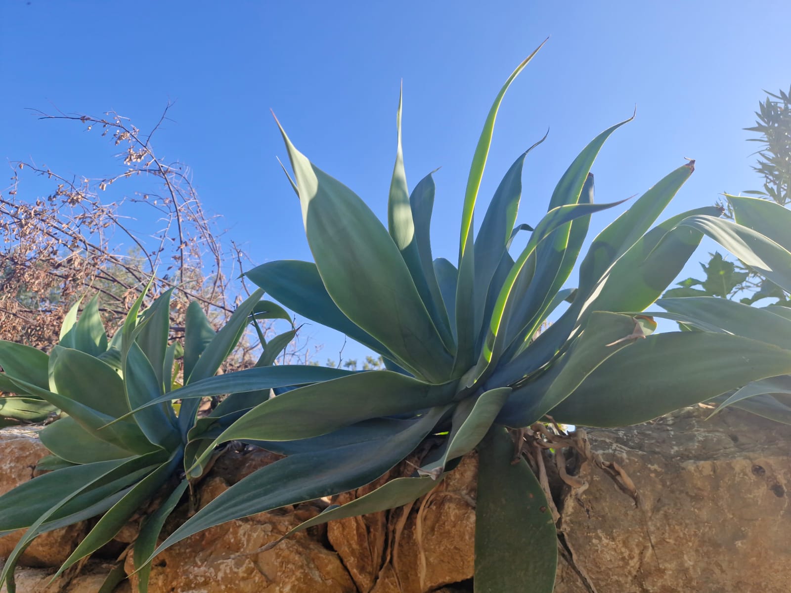 Agave on stone rocks