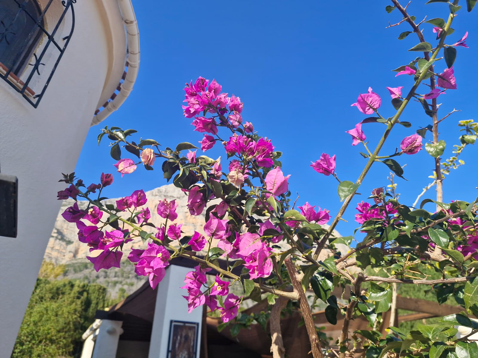 Bougainvillea with Montgó mountain