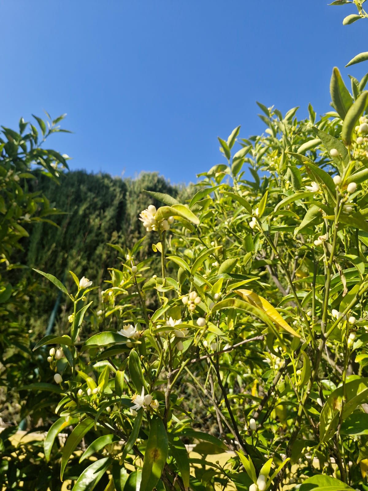Citrus tree blossoms