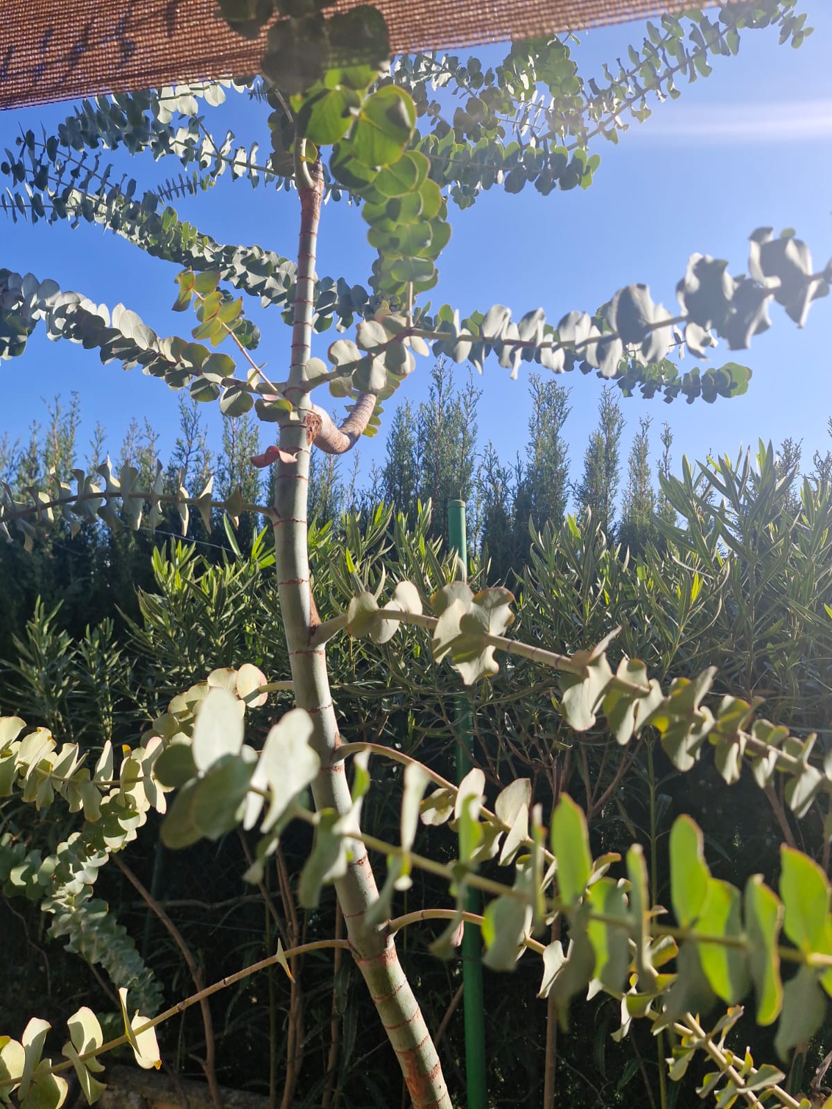 Eucalyptus branches closeup