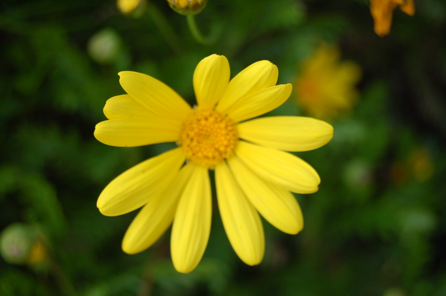 Yellow daisies