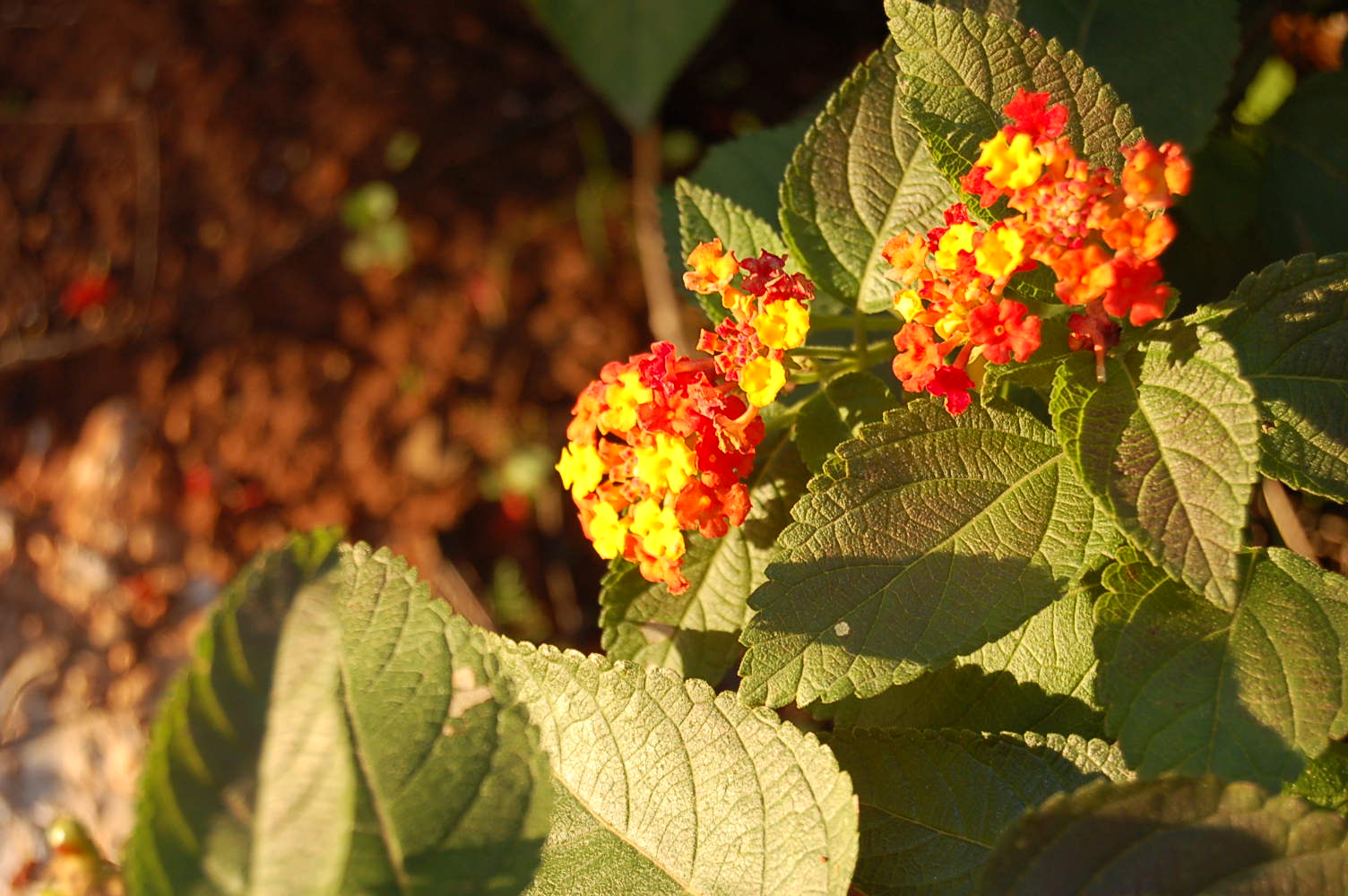 Lantana flowers