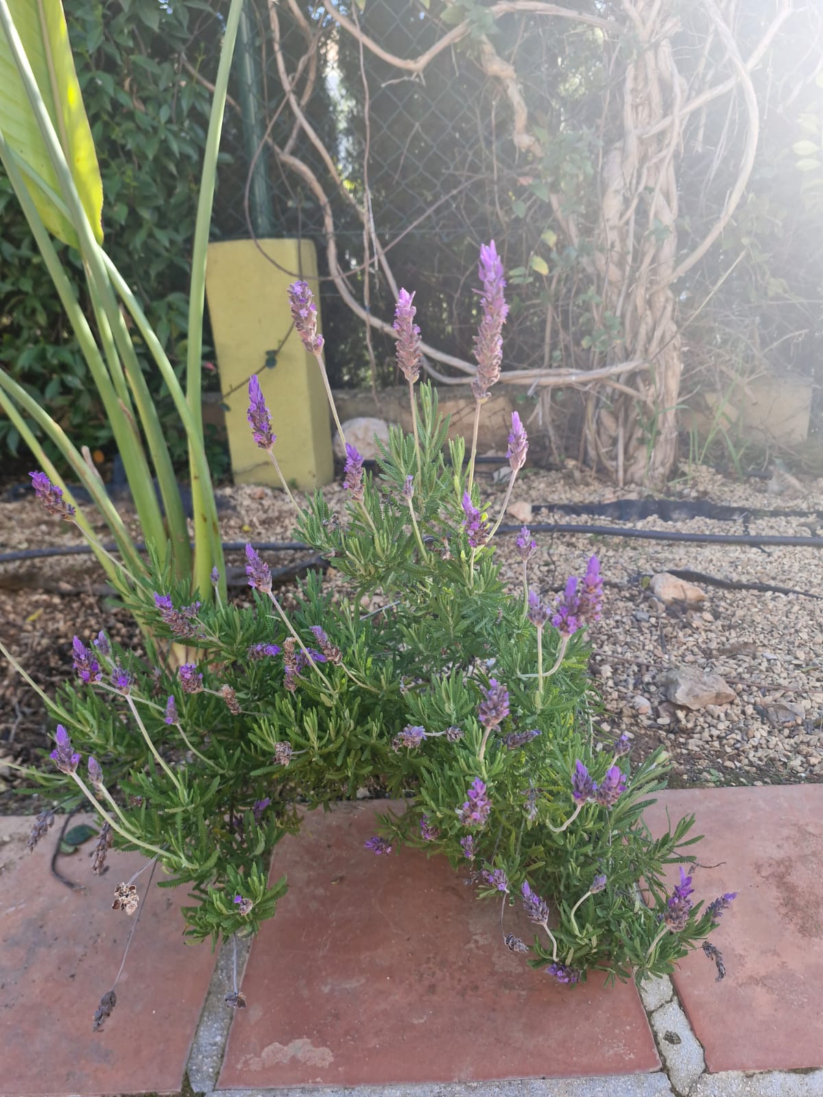 Lavender in terracotta pot
