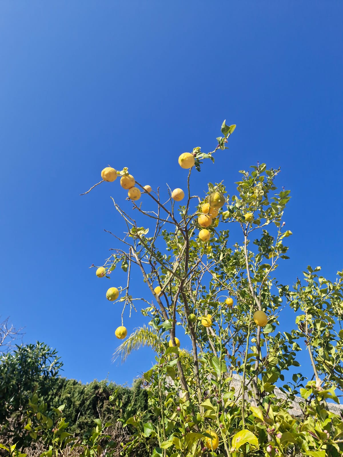 Lemon tree against blue sky