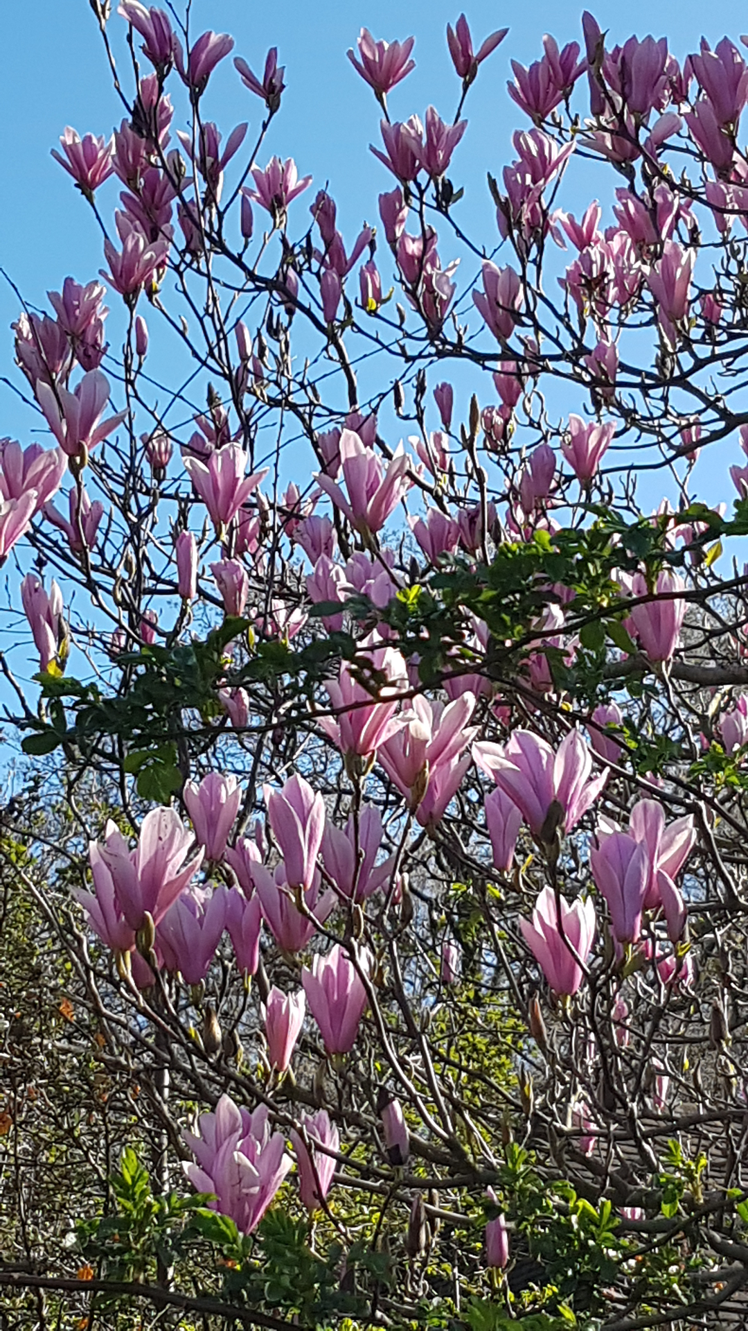 Magnolia blossoms