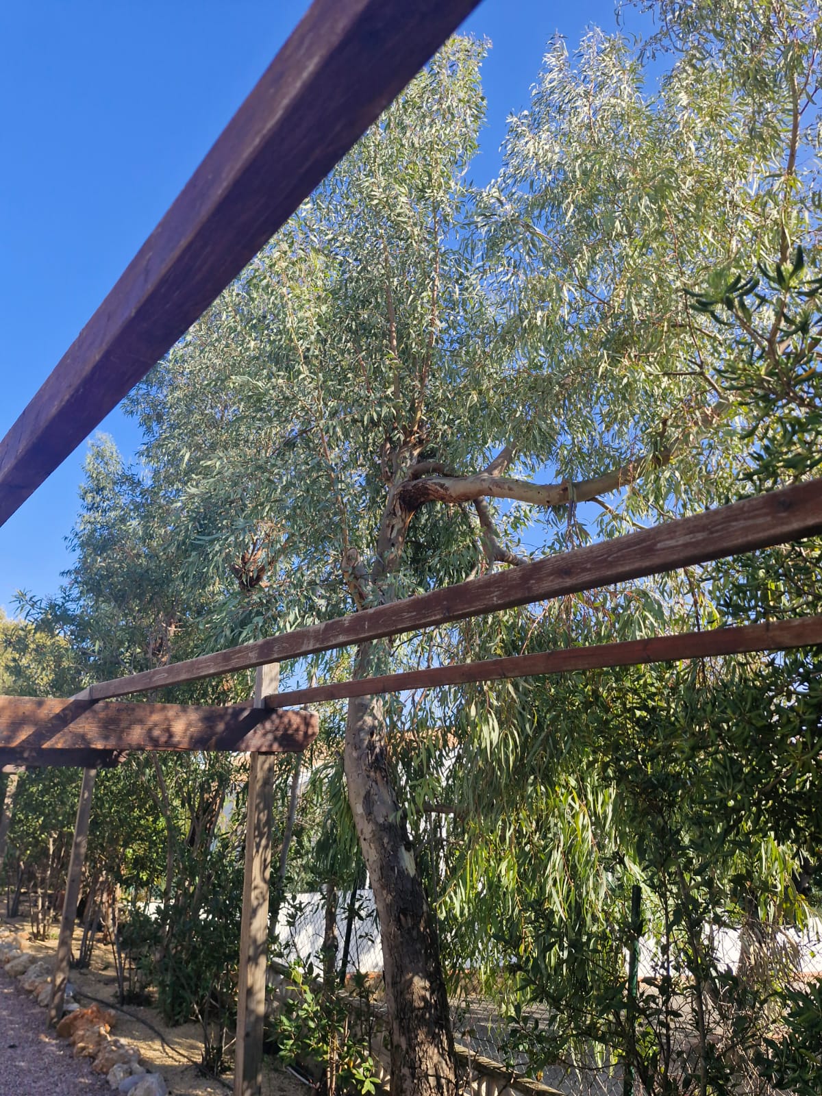 Pergola and eucalyptus trees