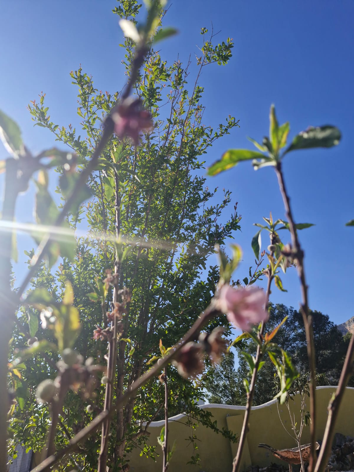 Pomegranate blossoms