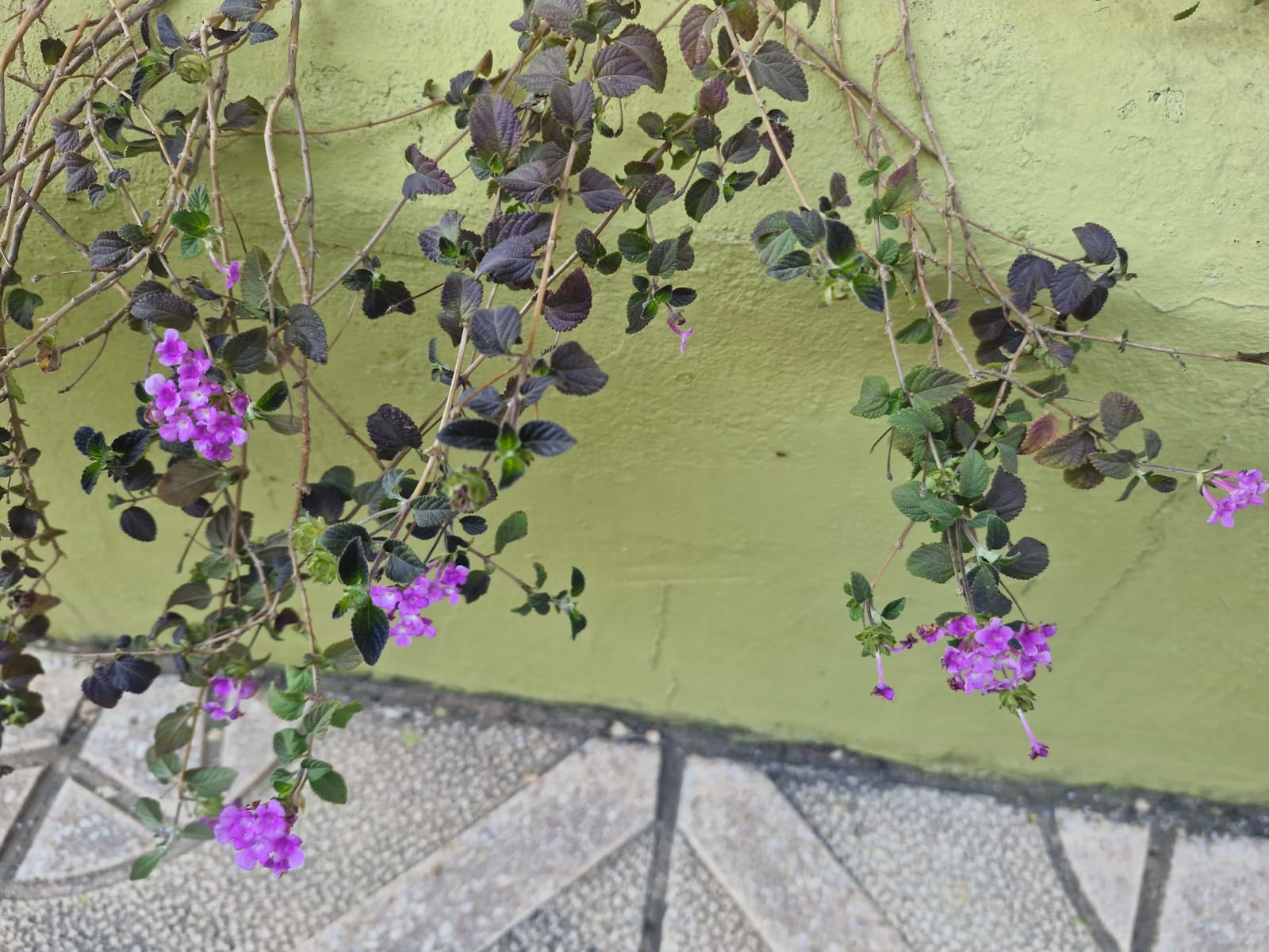 Purple lantana on wall