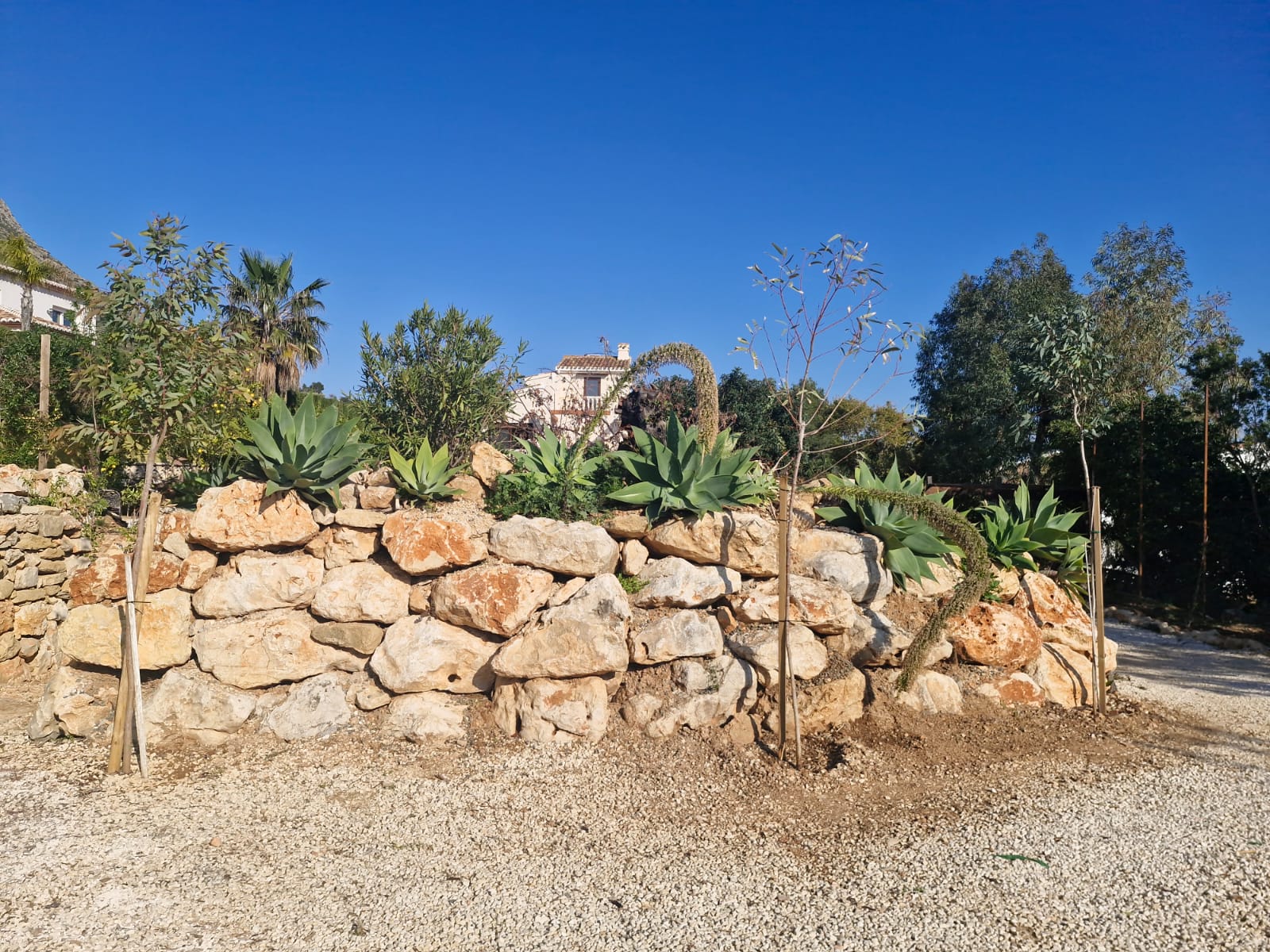 Stone wall with agaves