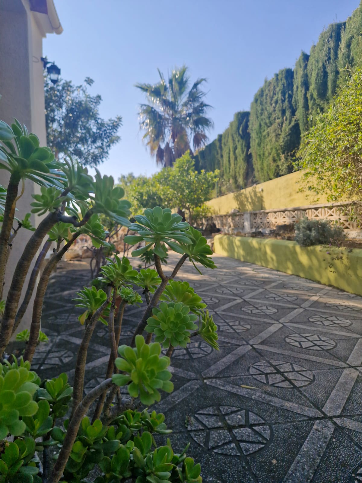 Succulents along garden path